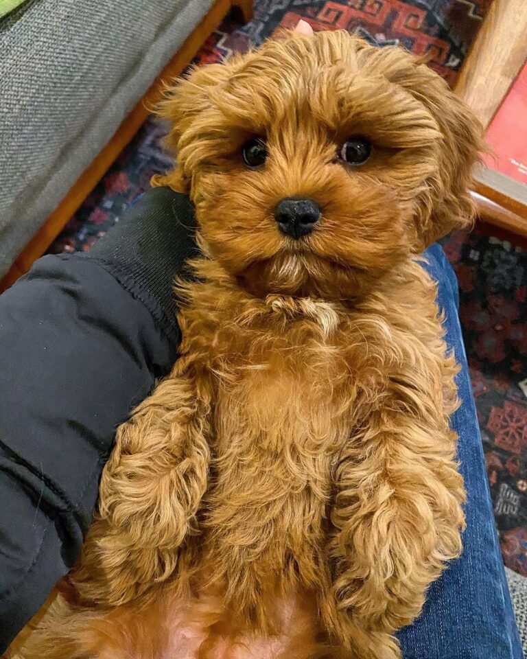 cavapoo puppies for sale in michigan