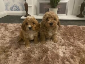 cavapoo dog for sale