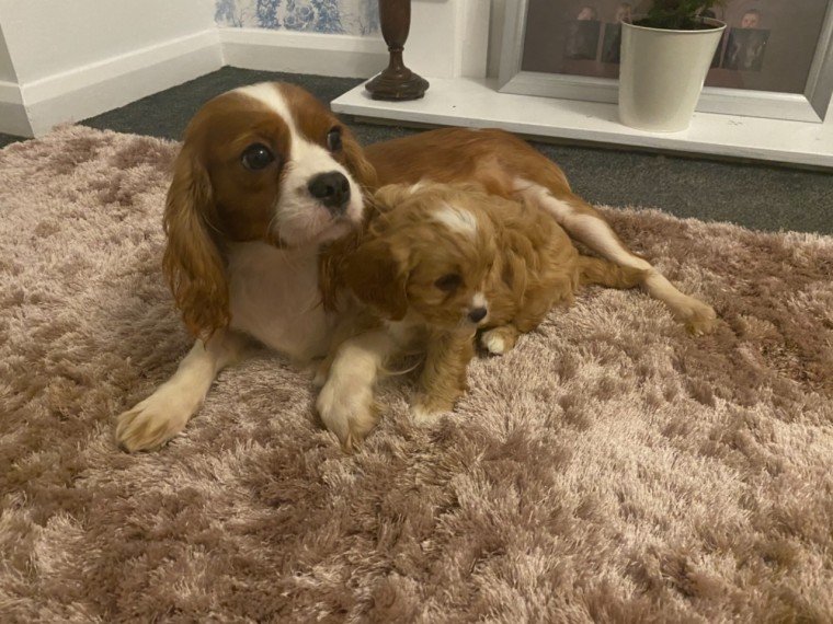cavapoo puppies for sale