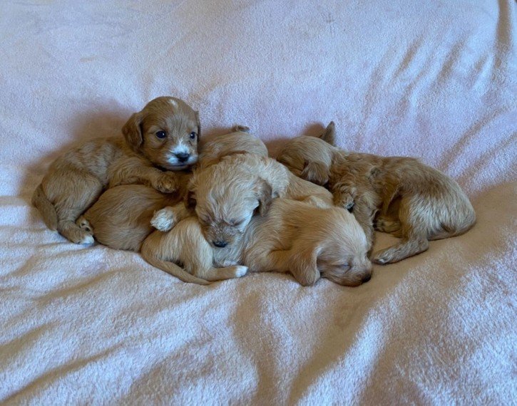 cavapoo