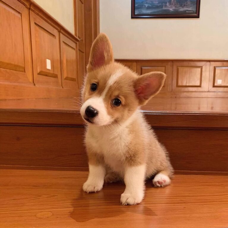 Buddy Corgi
