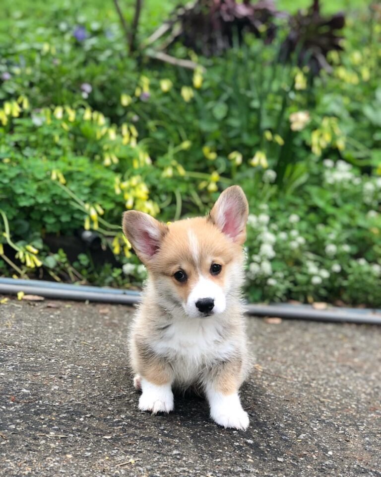 Jina corgi