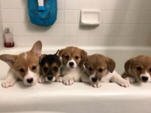 CORGIS (1)