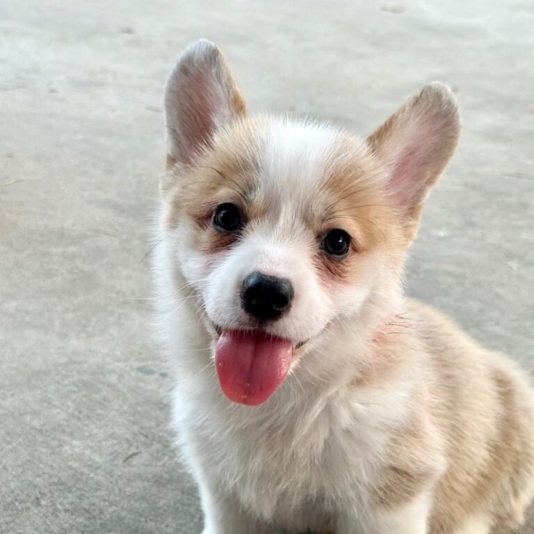 Daisy Corgi