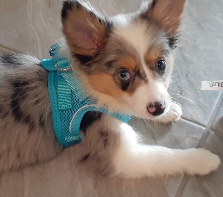Leo Mini Aussie