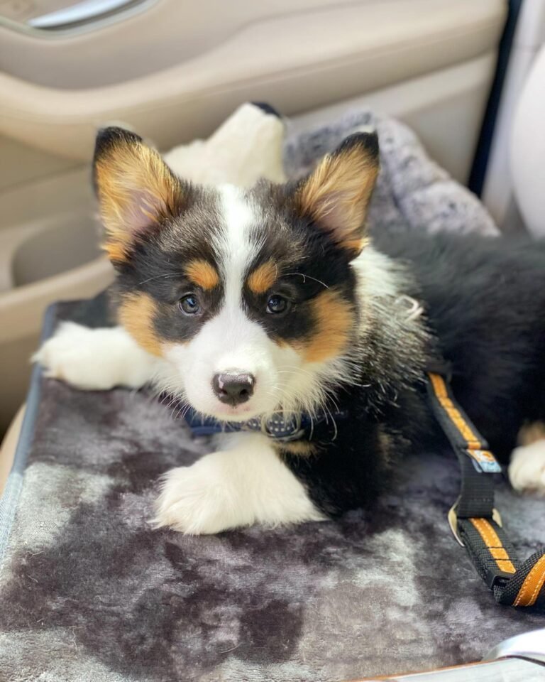Lewis Corgi