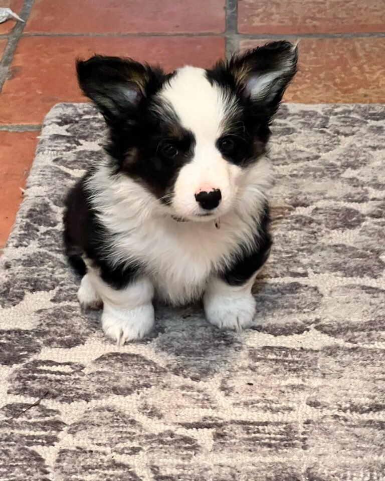 Lola Corgi