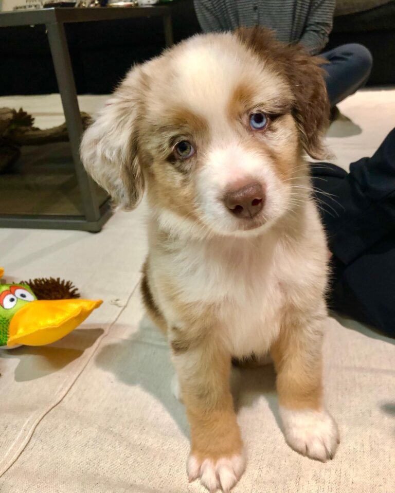 Mochi_Mini Aussie