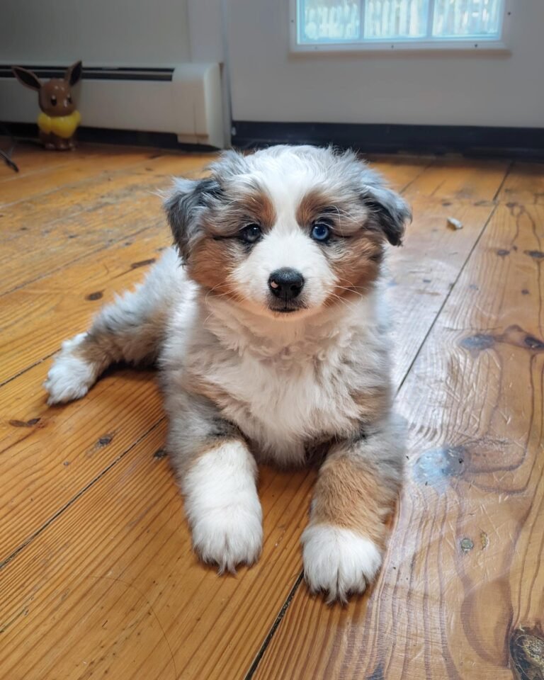 Smoke Mini Aussie