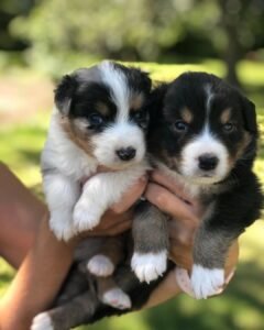 MINI AUSSIE