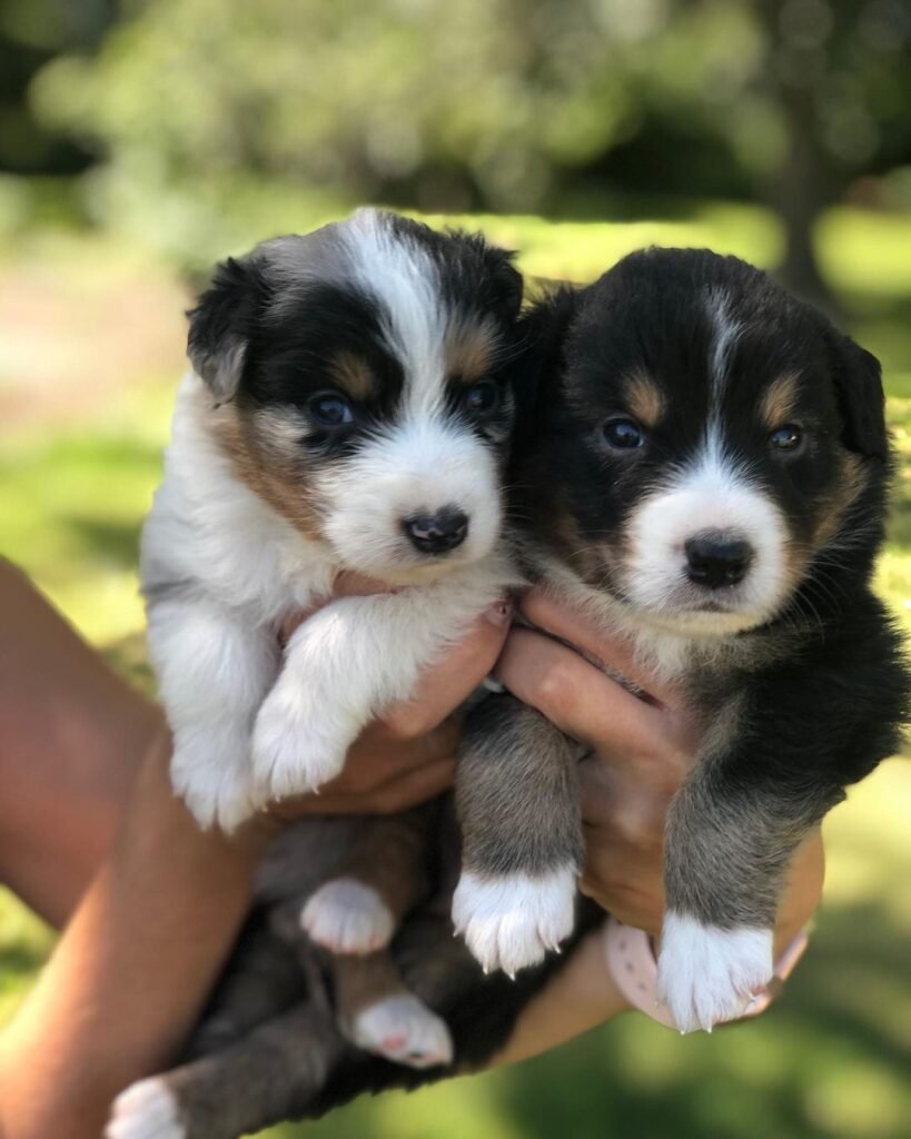MINI AUSSIE